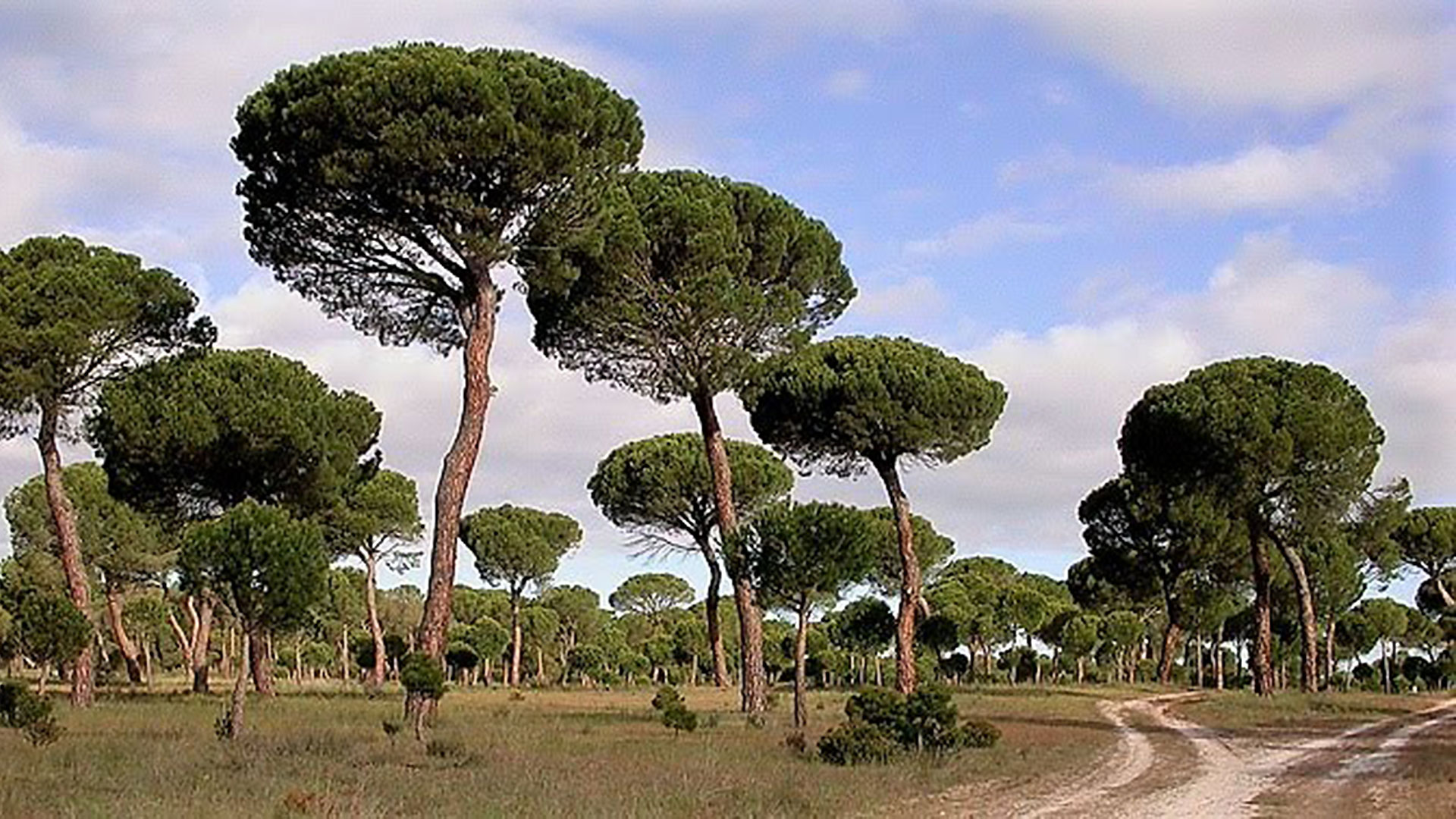 Investigadores españoles aventuran un periodo de tres años para recuperar la producción de masas de los pinos piñoneros
